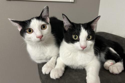 ★里親様からの近況報告のメインビジュアル