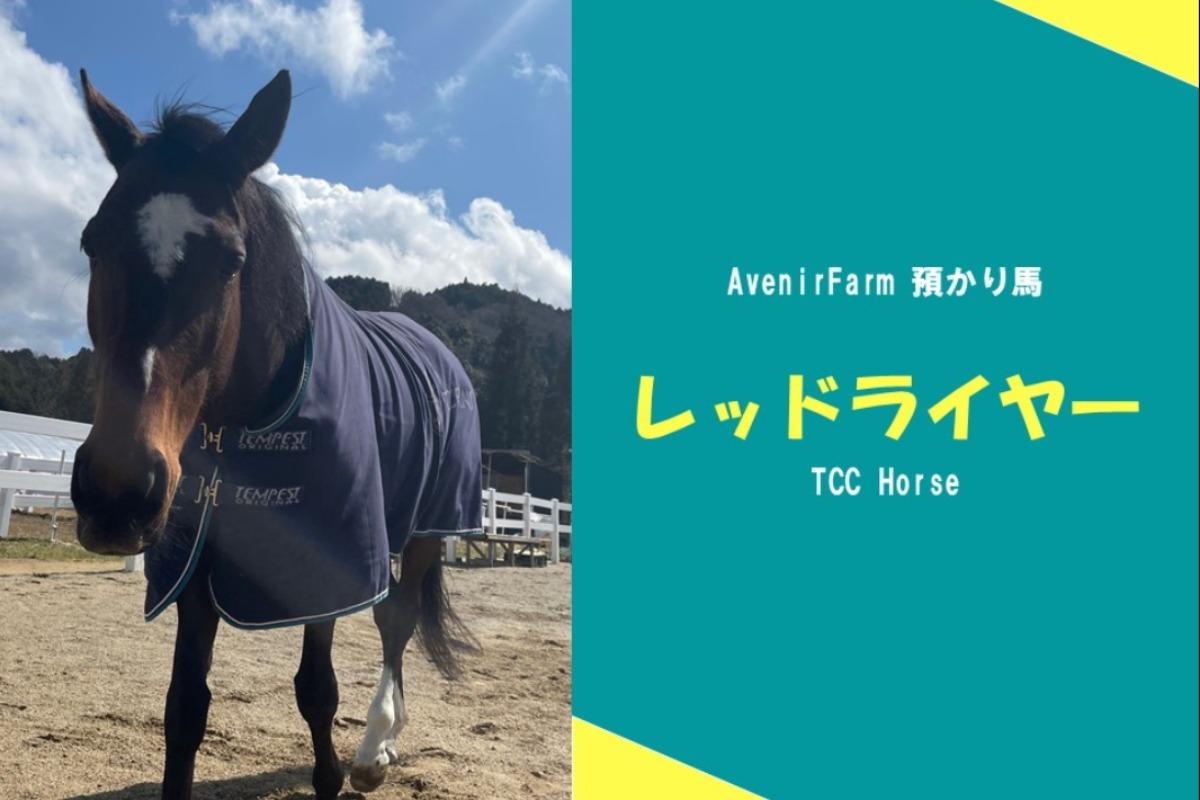 預かり馬の紹介~レッドライヤ~のメインビジュアル