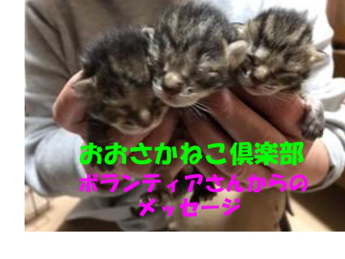 【おおさかねこ倶楽部ボランティア、磯田さんからのメッセージ】可哀そうな猫を助けてあげたい！！のメインビジュアル