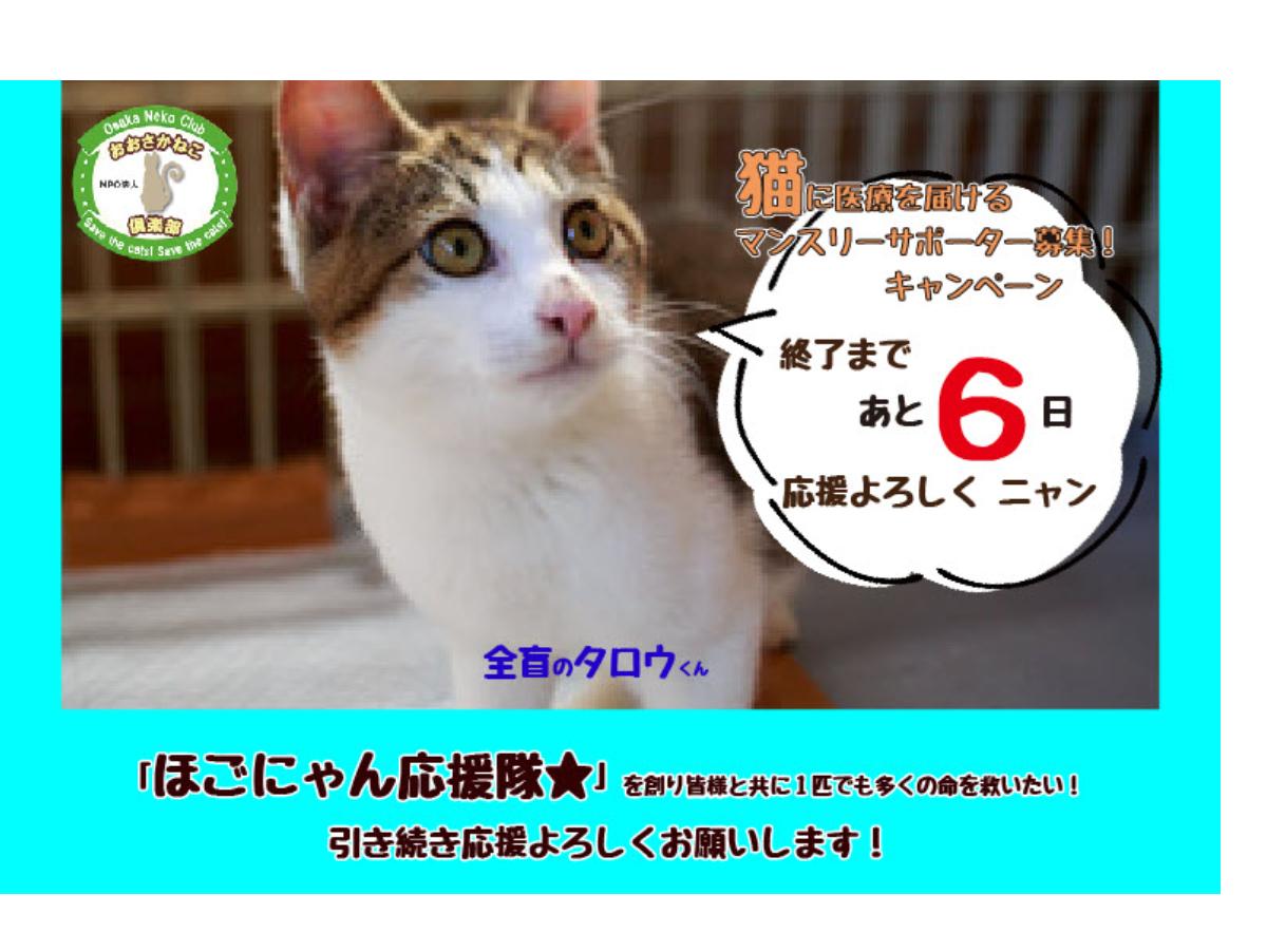 【おおさかねこ倶楽部】今必要なのはTNRでのら猫のいない街づくりを！のメインビジュアル