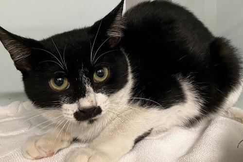 ☆JFEレスキュー　　陸地水江町沢山の春生まれの猫の救出 シェルターJFE猫ルーム１０番目に入居・・・命名エマちゃんのメインビジュアル
