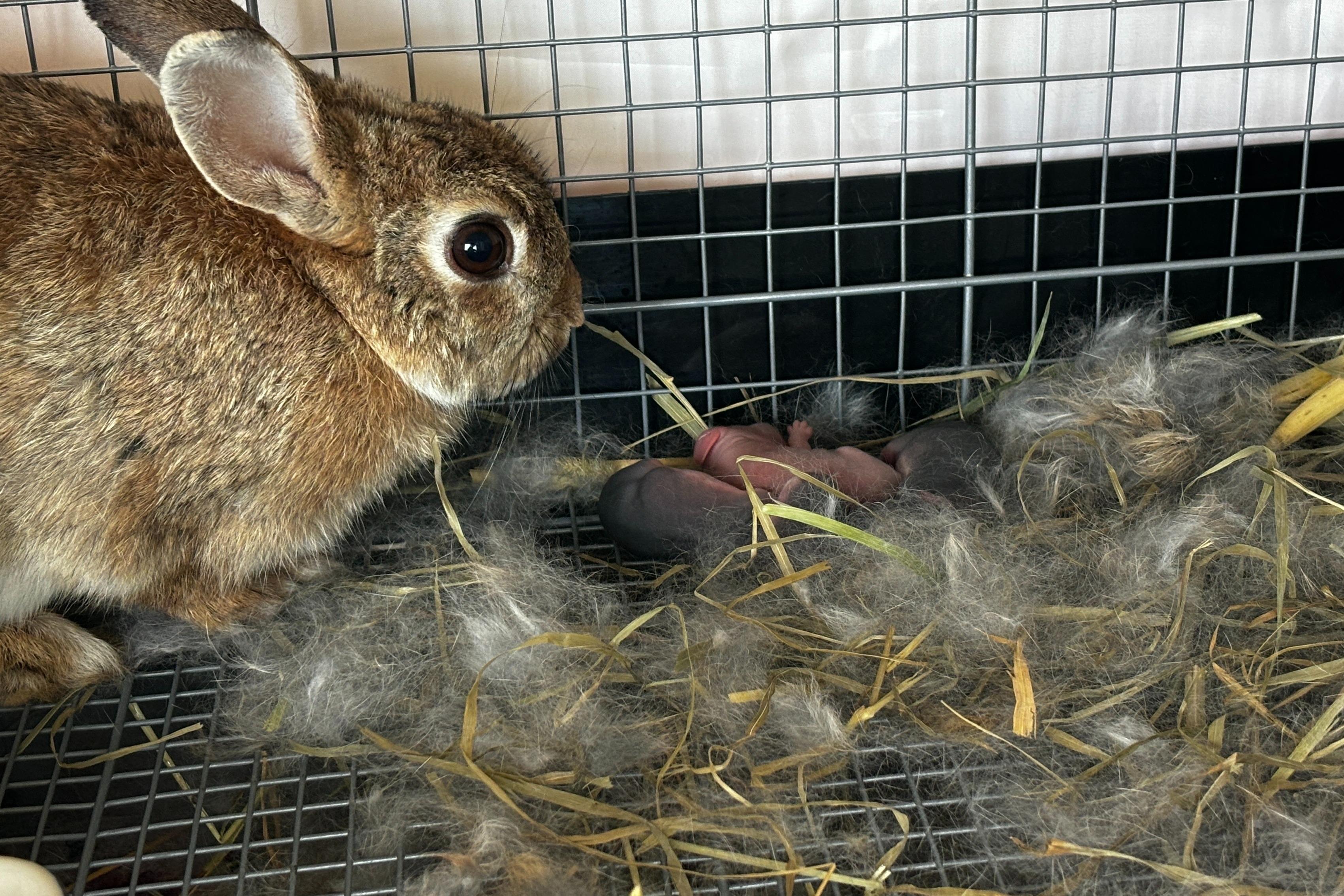 追加保護した3匹のうち1匹が出産　ベビーが4匹生まれましたのメインビジュアル