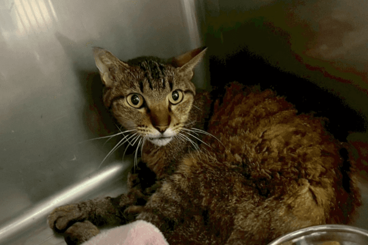 💙　『猫の医療費支援プロジェクト』ライトくん永眠　（猫白血病陽性　胸部腫瘤から縦隔型リンパ腫　抗がん剤治療）皆様、大変お世話になりました。のメインビジュアル