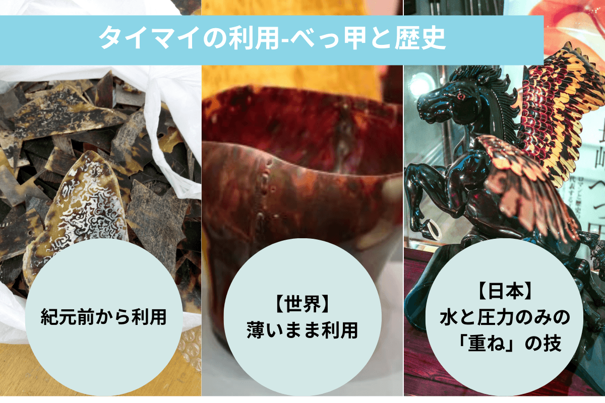 タイマイと人間のかかわりーべっこうと歴史のメインビジュアル