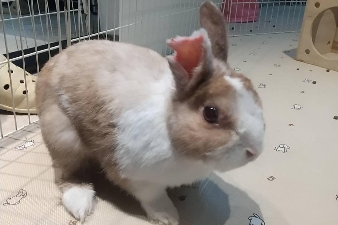 たくさんの応援をありがとうございました🐰のメインビジュアル