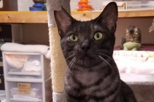 ☆能登被災猫ちぐさちゃん、シェルターへ入居　☆JFE構内の猫救出依頼数残り２０匹。順次保護に臨みます。のメインビジュアル