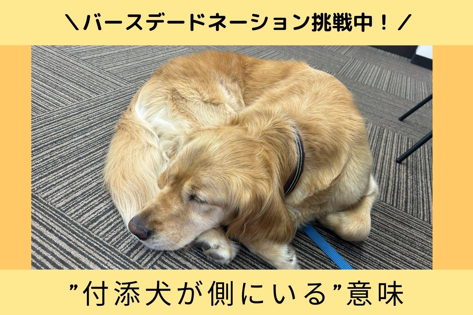 ”付添犬が側にいる”意味…裁判で付添犬のサポートを受けた子の言葉を紹介！のメインビジュアル