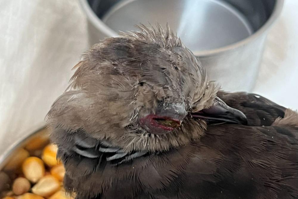 【保護情報と訃報】目に腫れのあったキジバトのメインビジュアル