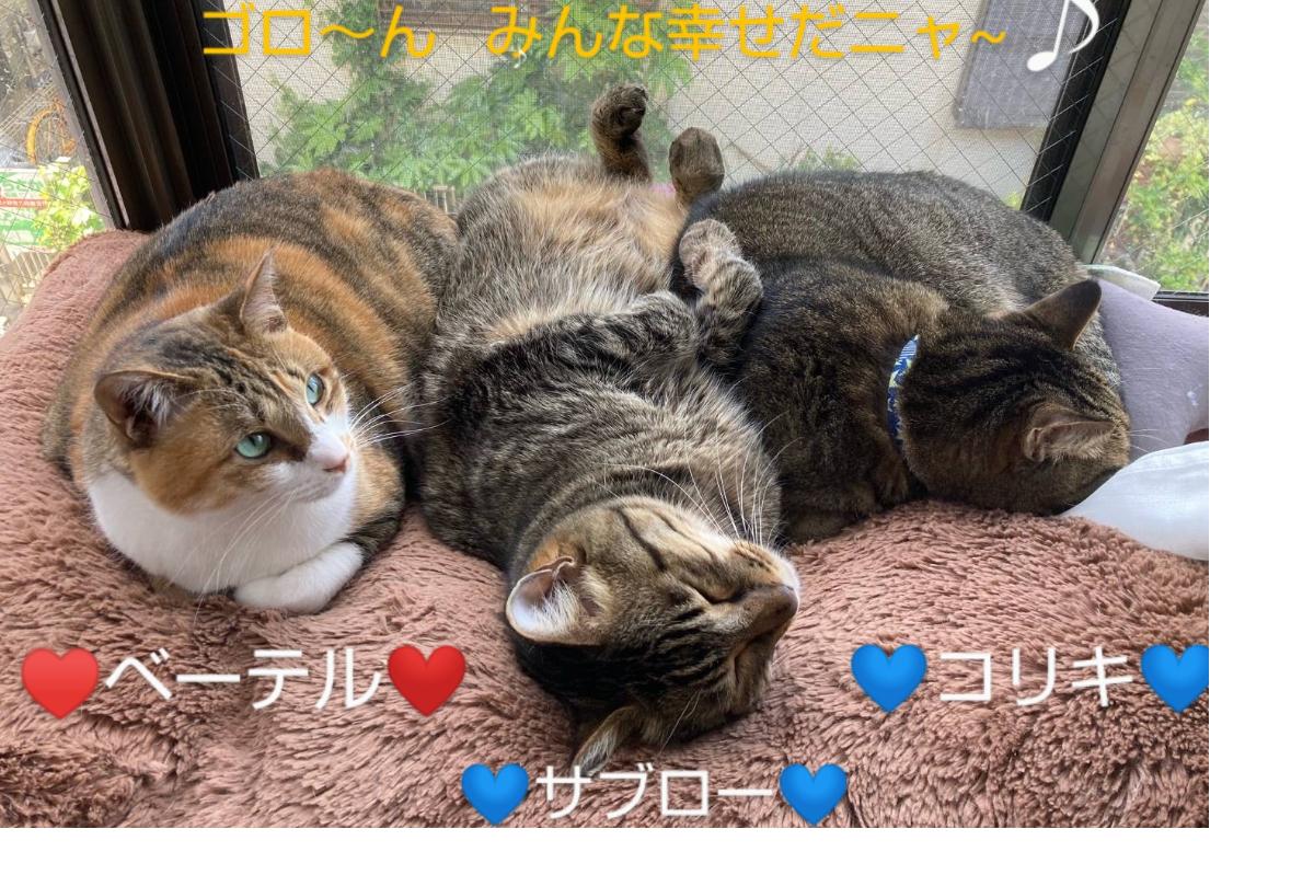 【おおさかねこ倶楽部に応援のメッセージ】豆っ子監督様から頂きました！のメインビジュアル