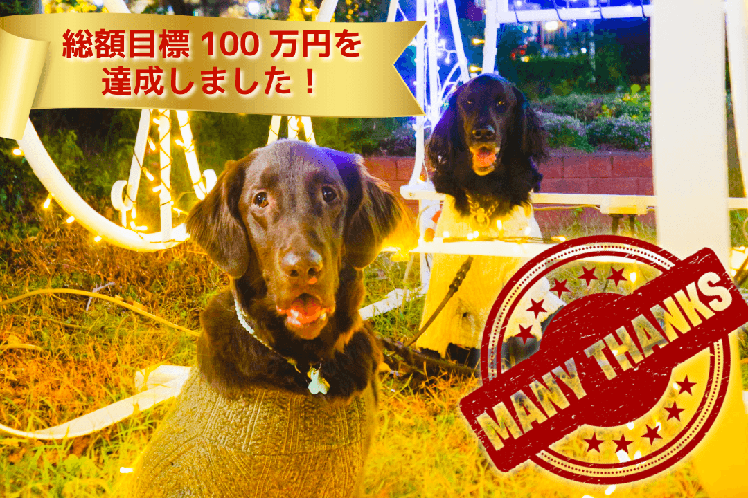 【第3回活動報告】100万円目標達成のご報告！ 〜リオの手術まであと11日のメインビジュアル