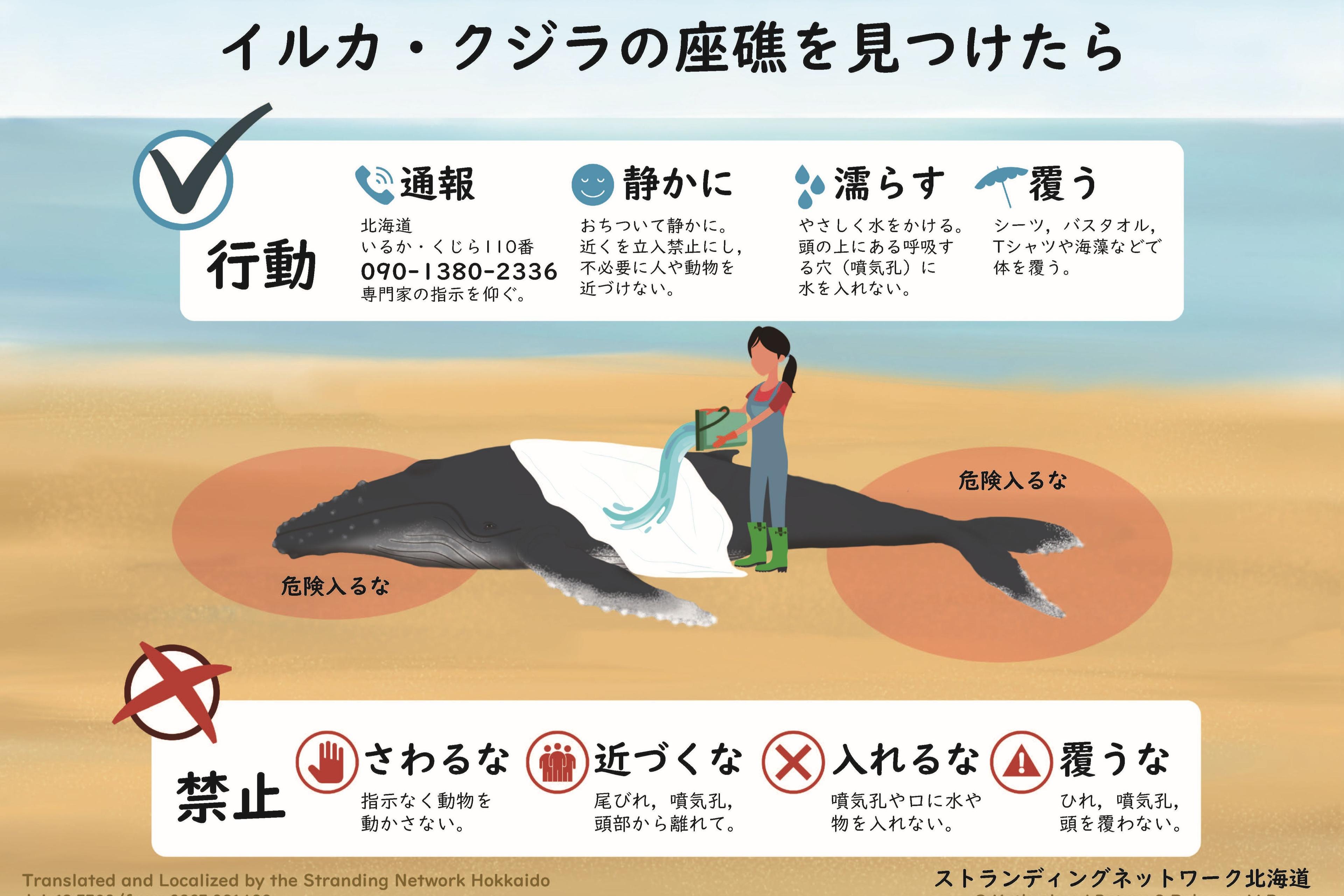 もし浜辺に座礁しているイルカ・クジラを見つけたらのメインビジュアル