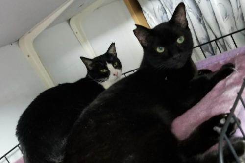 💖本年も、どうぞ、宜しくお願い申し上げます。★JFEレスキュー猫ヘンリーくん　フォスターペアレント様ありがとうのメインビジュアル