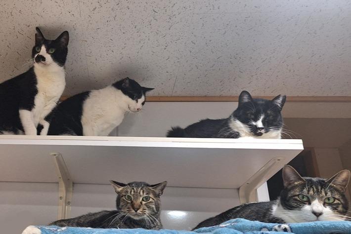 💖ちょこっとお願い　シェルターから ミーシャより 　腎臓の悪い子たちのお部屋の、改修工事が始まりました。のメインビジュアル