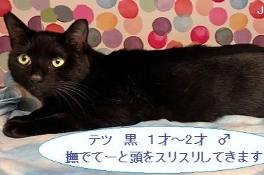 ☆JFEレスキュー　1～２才黒猫救出（チエ兄弟？）のメインビジュアル