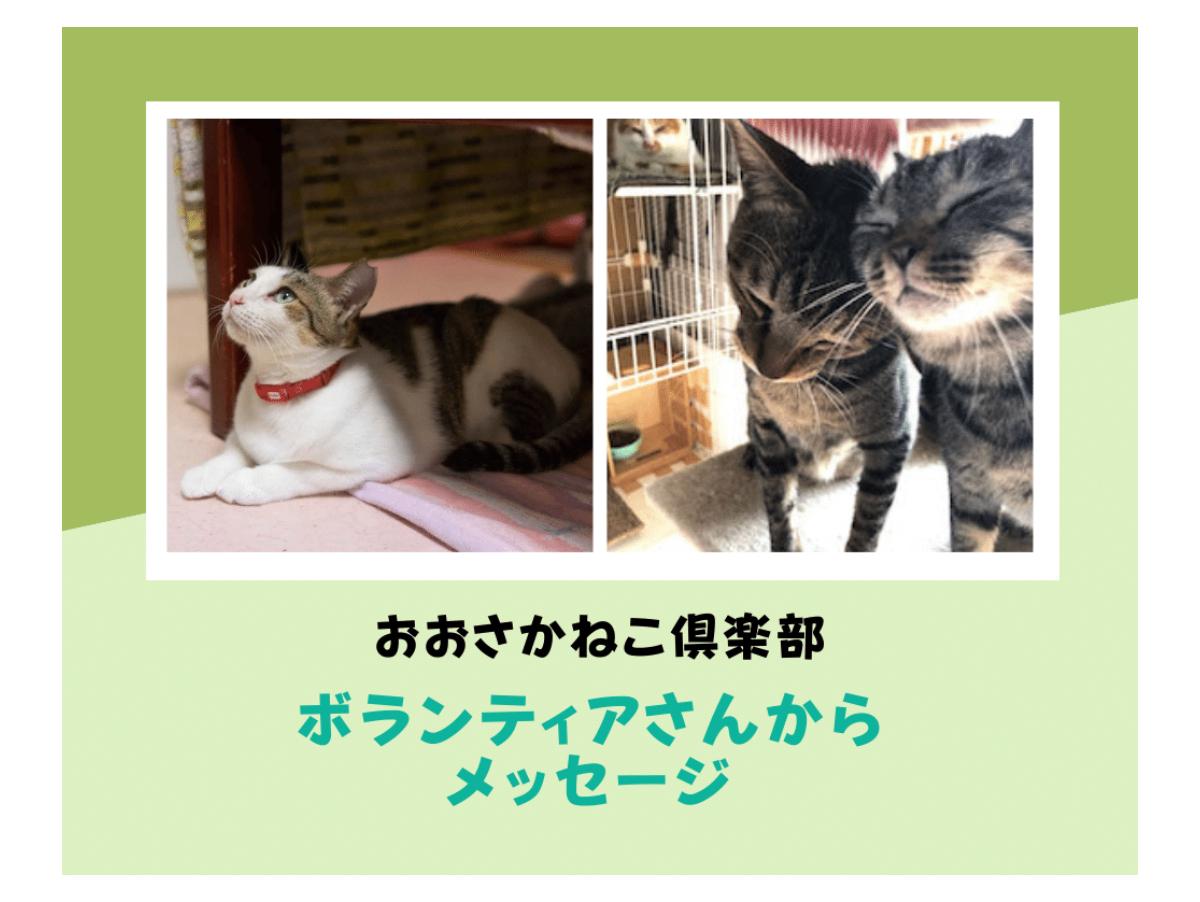 【猫飼い歴40数年のボランティアさん】子猫の預かりやシェルターのお手伝いも！のメインビジュアル