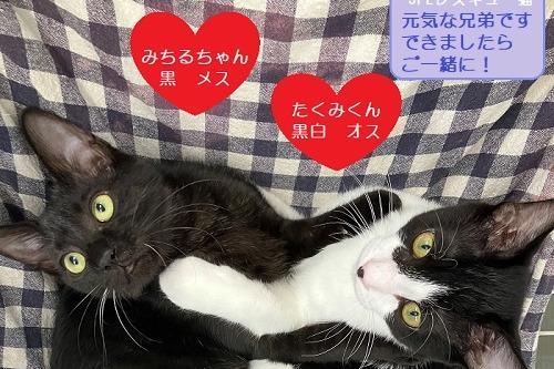 ☆野良猫診療助成金適用…TNR日本動物福祉病院   （子供が公園で弱り切った老猫を発見ーキラちゃん救われました）のメインビジュアル