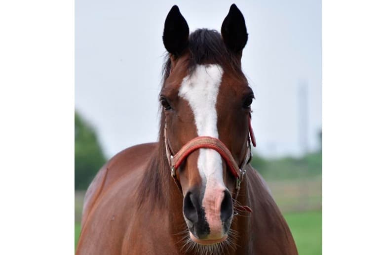 【新FHのお知らせ】マイネリスペクトが「ナイスネイチャ・35歳のバースデードネーション」受け入れ馬にのメインビジュアル