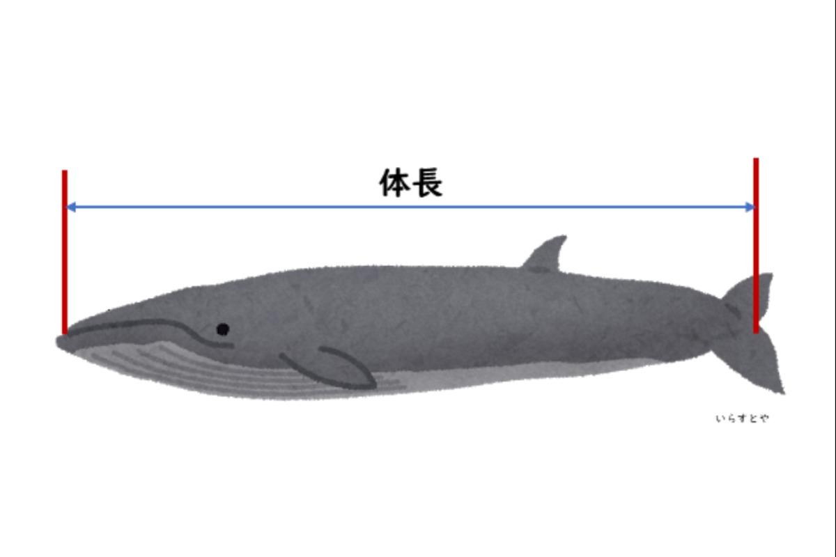 もしも浜辺でイルカ・クジラをみつけたらのメインビジュアル