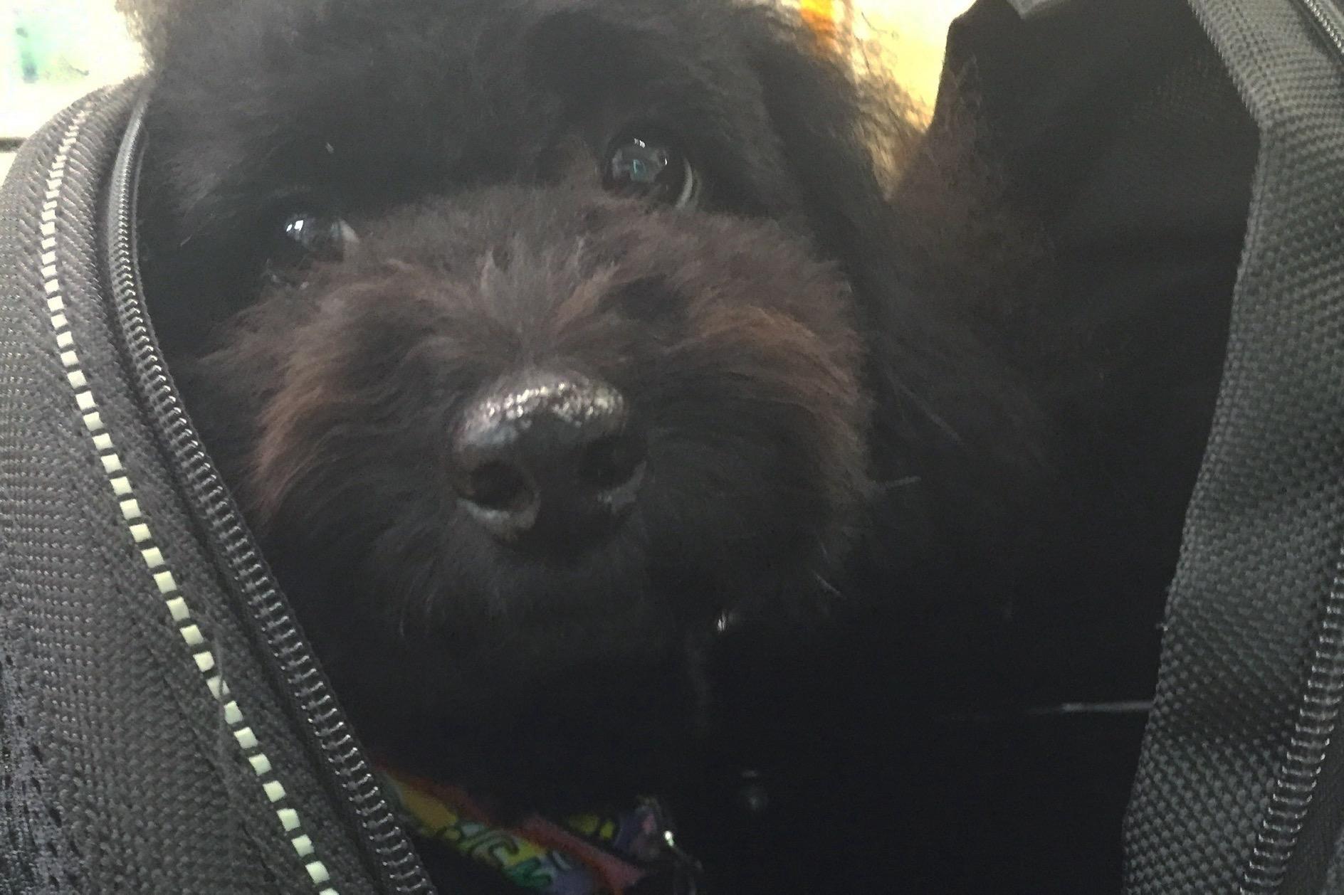 【活動報告｜2026年1月28日】クラウドファンディング終了のご報告と御礼🐕‍🦺♥️のメインビジュアル