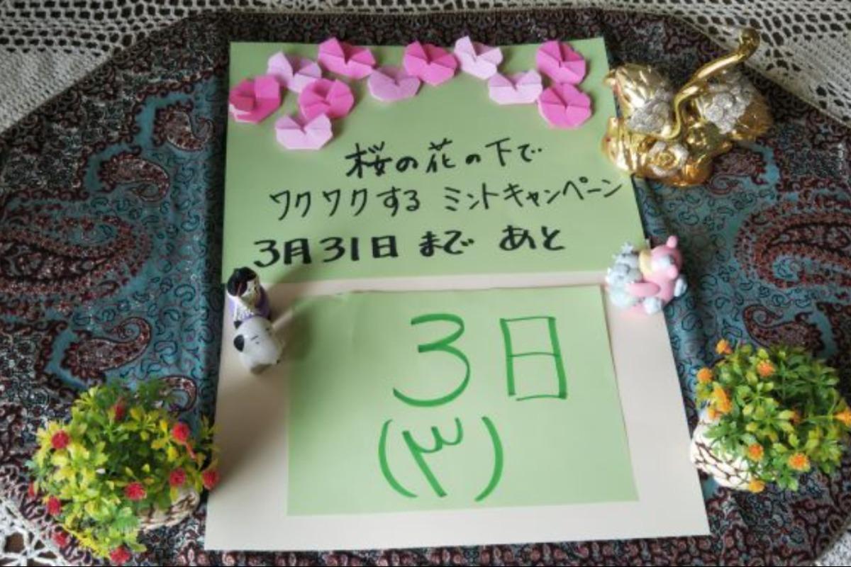 桜の花の下でワクワクするミントキャンペーン、あと3日よろしくお願いいたします。のメインビジュアル