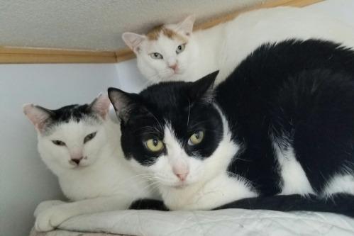 💖JFEレスキュー猫、カノンちゃん、里親になっていただけませんか。フォスターペアレント様　ありがとう。★★日本製鉄 !! 　12.26の回答（CAPIN様より）のメインビジュアル