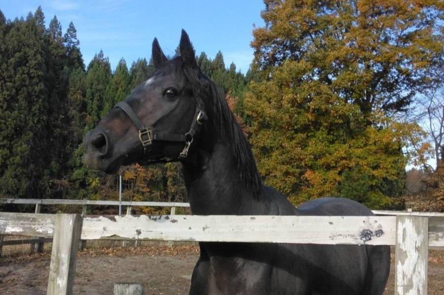 【新FHのお知らせ】ノーブルサターンが「ナイスネイチャ・35歳のバースデードネーション」受け入れ馬にのメインビジュアル