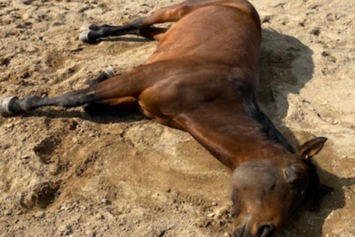 所有馬の御紹介①　眠りの帝王！ハヤテのメインビジュアル