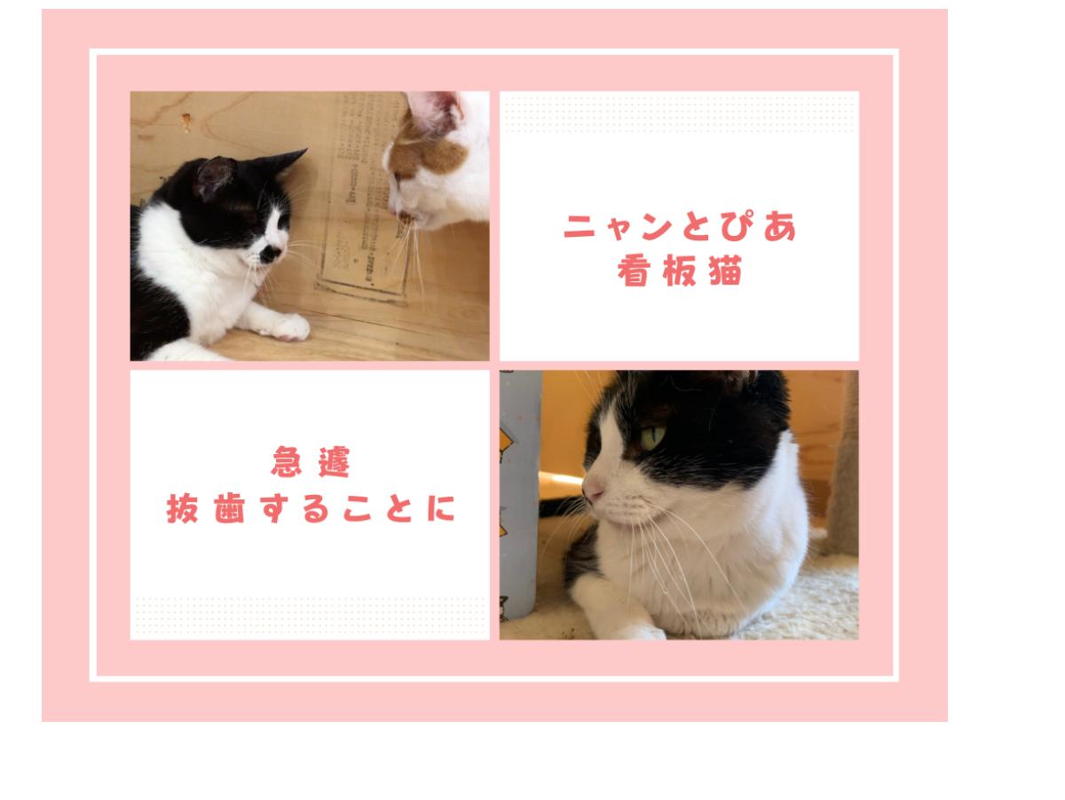 【保護猫カフェ ニャンとぴあ看板猫】口内炎がひどく急遽、抜歯をすることに…のメインビジュアル