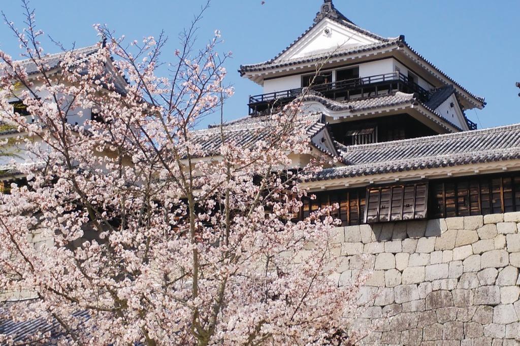 愛媛県松山市のことのメインビジュアル