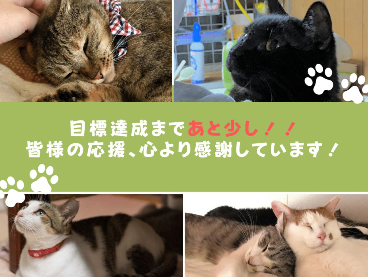 【皆様のご支援に感謝】目標達成まであと少し！一緒に猫が幸せになれる社会を目指しましょう！のメインビジュアル