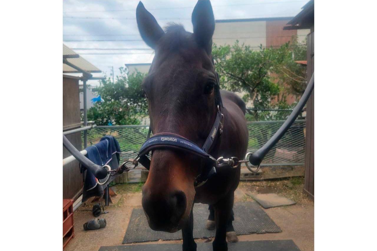 【新FHのお知らせ】ジンギが「ナイスネイチャ・35歳のバースデードネーション」受け入れ馬にのメインビジュアル