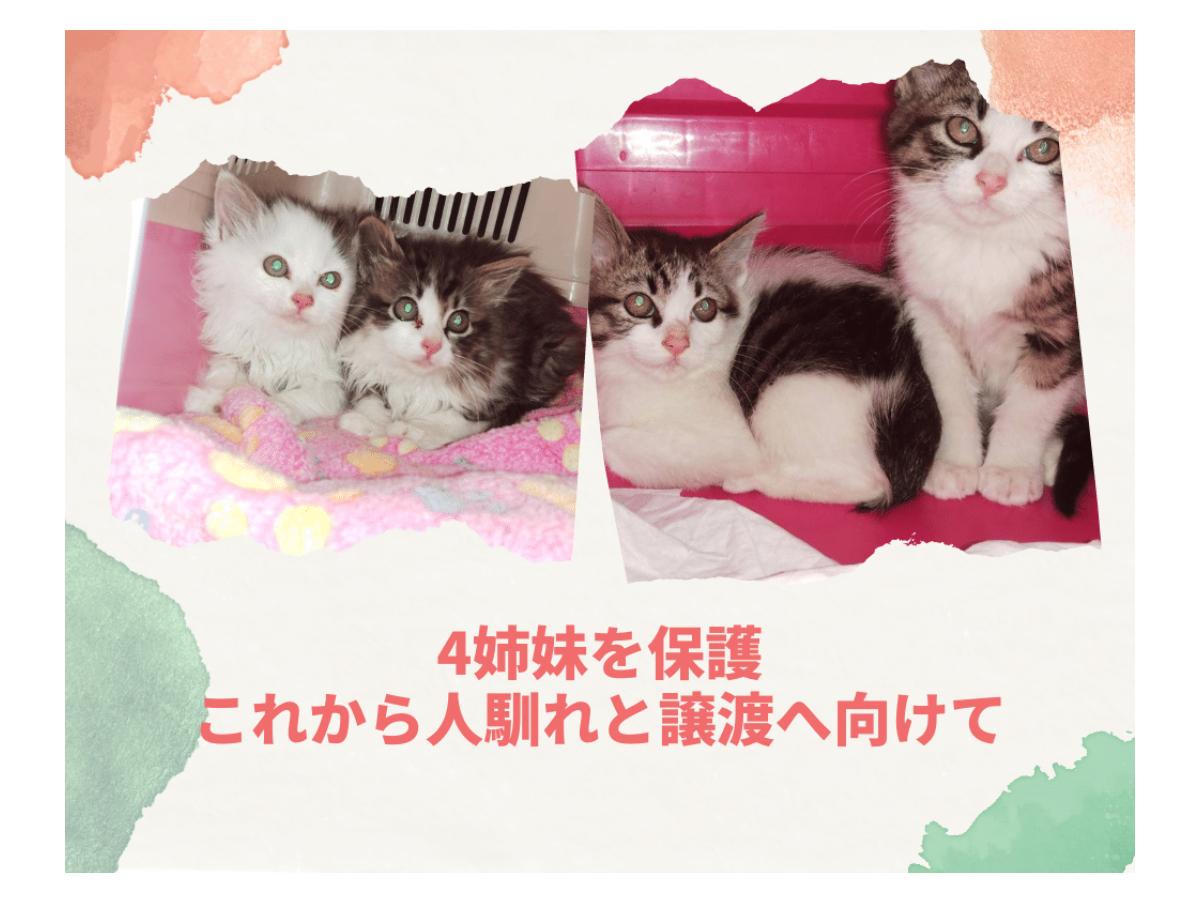【4姉妹の子猫を保護】子猫の出産時期で保護依頼が後を絶たず…のメインビジュアル