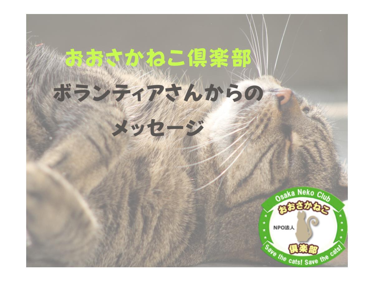 【おおさかねこ倶楽部ボランティアさんからのメッセージ】猫を家族に迎え、保護団体が多くあることを知ったのメインビジュアル