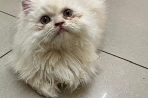 💙ネグレスト状態にあったコピちゃんのいたお宅の猫たちについて、全頭引取りの方向で飼い主を説得。『猫の医療費支援プロジェクト』より助成金を適用します。のメインビジュアル