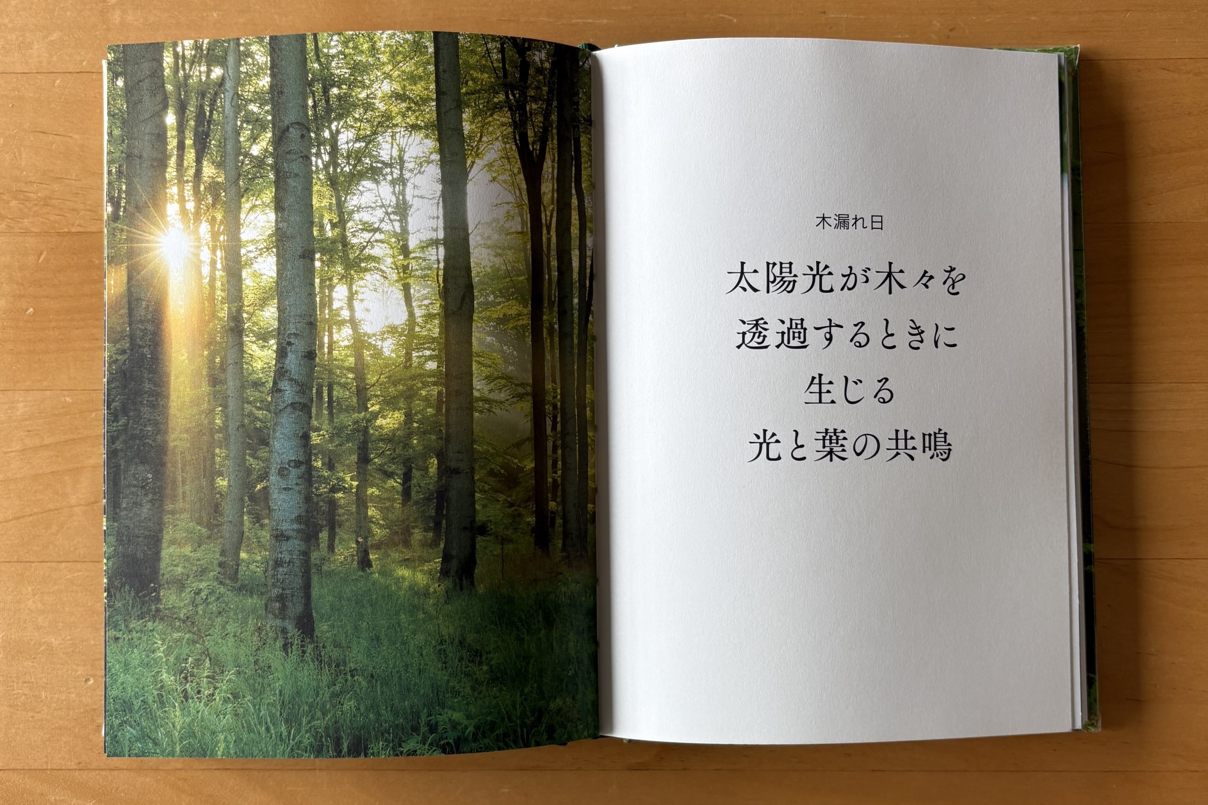 森林浴の本を読んで感じたことのメインビジュアル