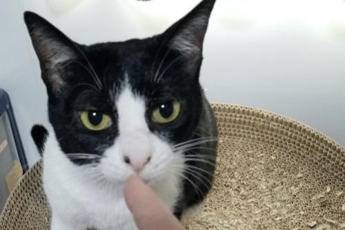 ★しまこちゃん（JFEレスキュー猫）フォスターペアレント様　ありがとうのメインビジュアル