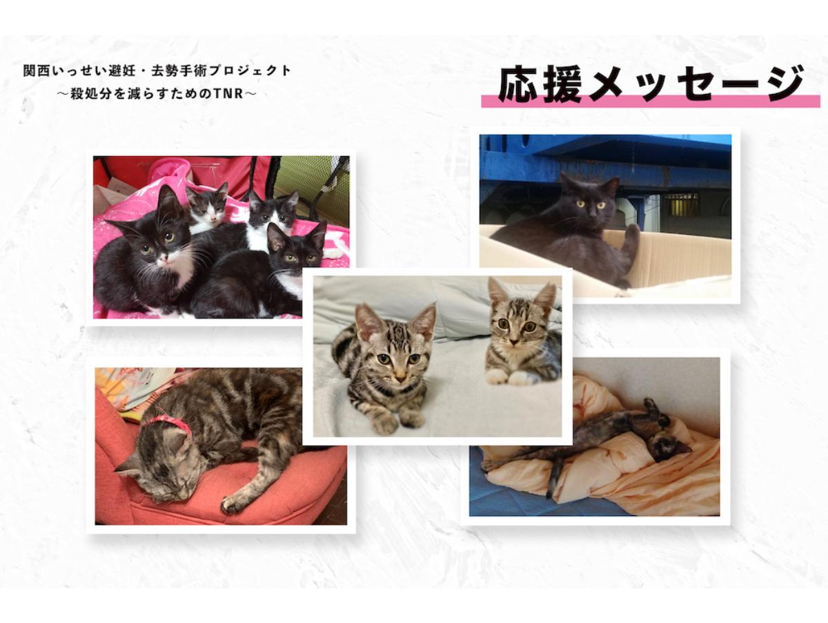 【応援メッセージ】ボランティア 北山こころさんのメインビジュアル