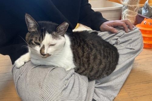 ☆バースデードネーション　猫たちへのプレゼントありがとうございます。のメインビジュアル
