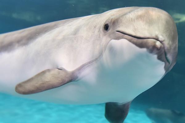 おたる水族館さんから応援メッセージをいただきました！！のメインビジュアル