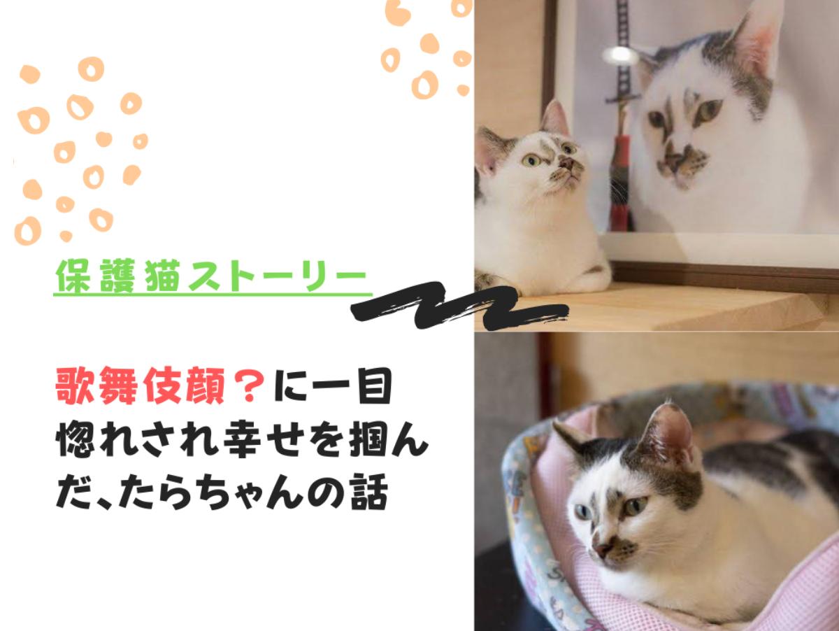 【保護猫ストーリー】歌舞伎顔の模様？たらちゃんは保護猫カフェで活躍後、幸せを掴んだ話のメインビジュアル