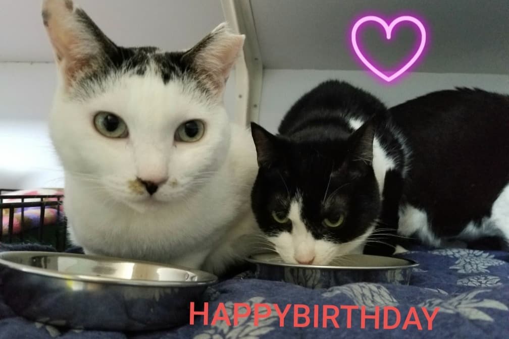 💖お誕生日会・シェルター腎ルーム修繕進行中。バースデー・ドネーション ご協力ありがとうございます。のメインビジュアル
