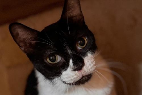 💖犬猫救済の輪シェルターの猫たち　★ロク（2020神奈川県多頭飼育崩壊より１２匹引取り）のメインビジュアル