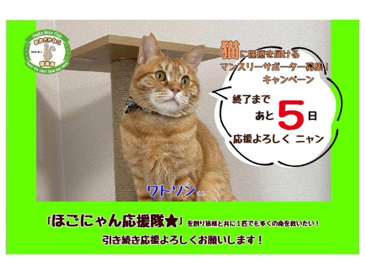 【残り5日！】片眼に異常があり手術するも、今ではシェルターで穏やかに過ごしている猫の話のメインビジュアル