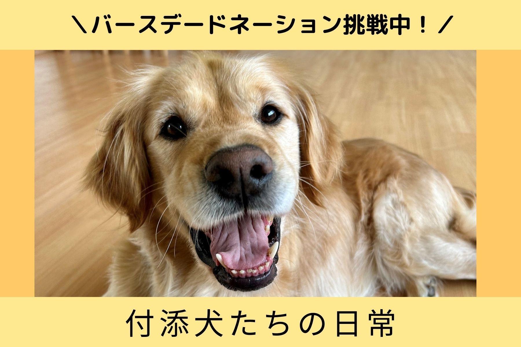 皆さんも癒されてください！付添犬たちの日常のメインビジュアル