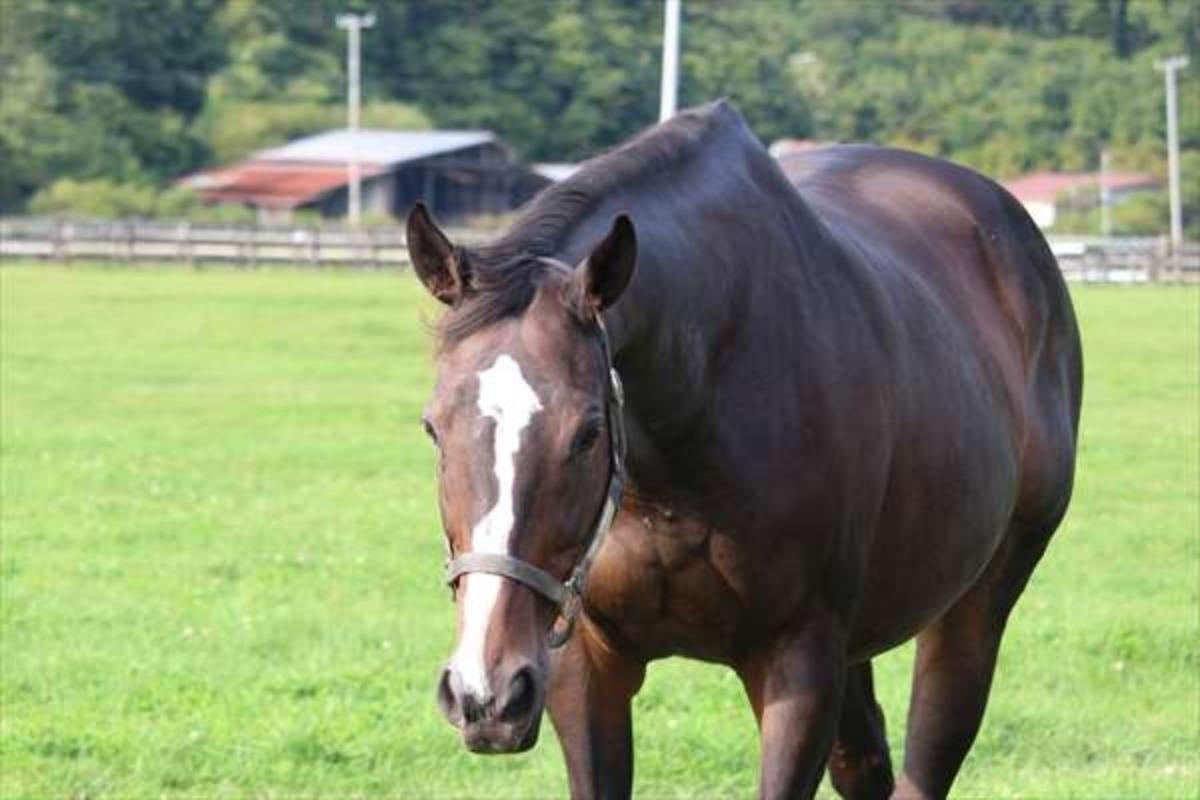 アサヒライジングの受け入れが決定しました！～ナイスネイチャ・33歳のバースデードネーションの現況報告のメインビジュアル