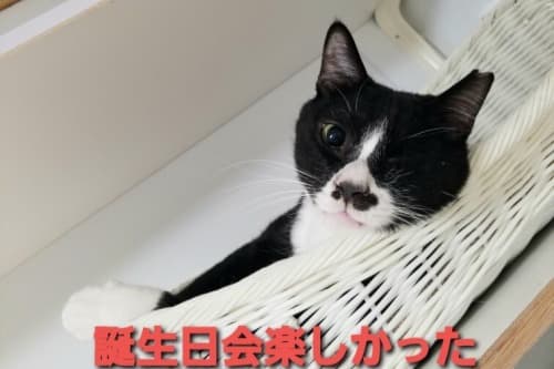 💖バースデー・ドネーション受付終了 お礼申し上げます。のメインビジュアル