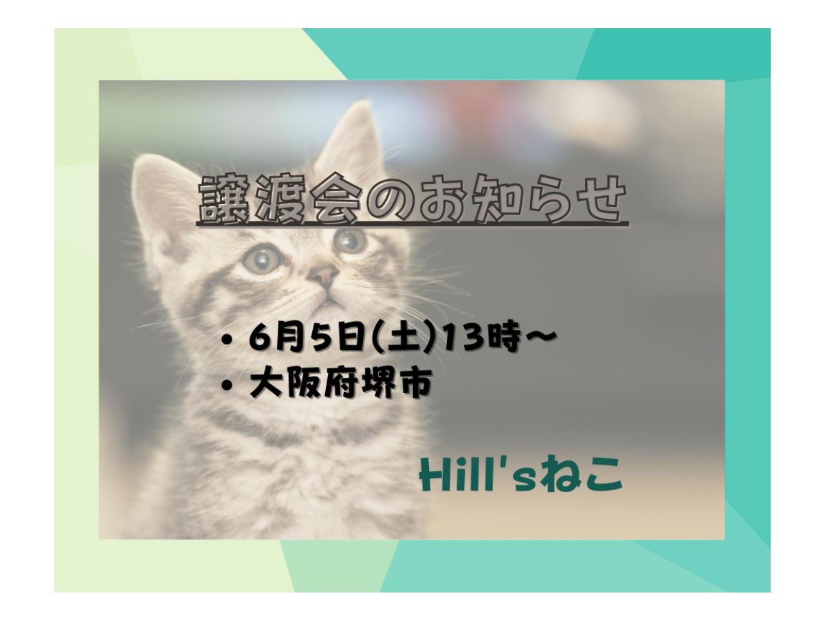 【譲渡会のお知らせ】6月5日(土)に可愛いニャンコ達が勢揃いして待っています！のメインビジュアル