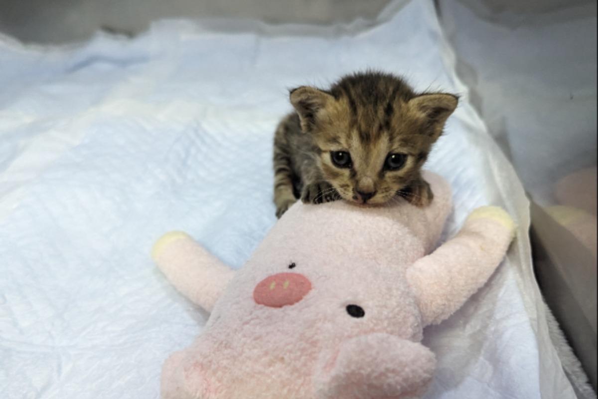 子猫を保護しました🐱のメインビジュアル