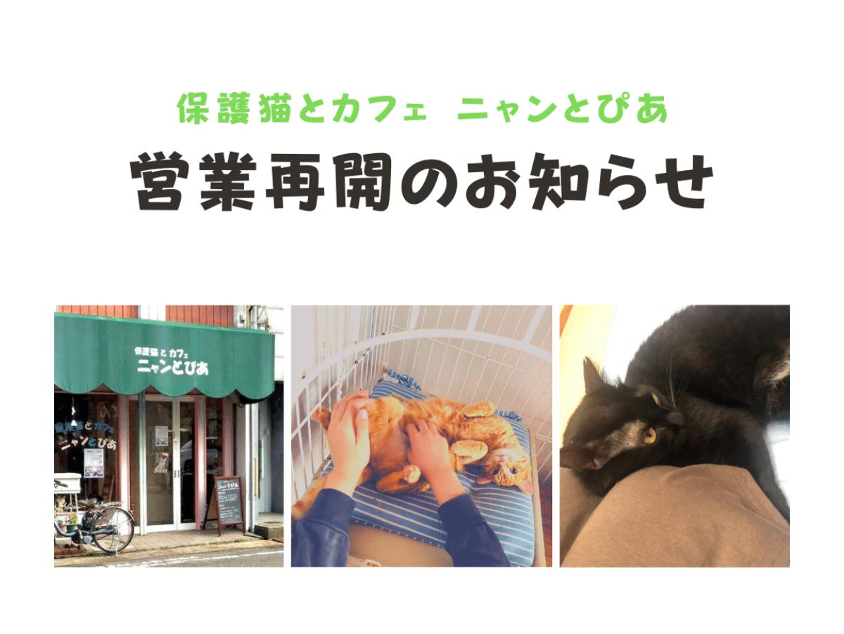 【保護猫とカフェ ニャンとぴあ営業再開のお知らせ】新たな猫スタッフも加わり、おもてなし致します♪のメインビジュアル