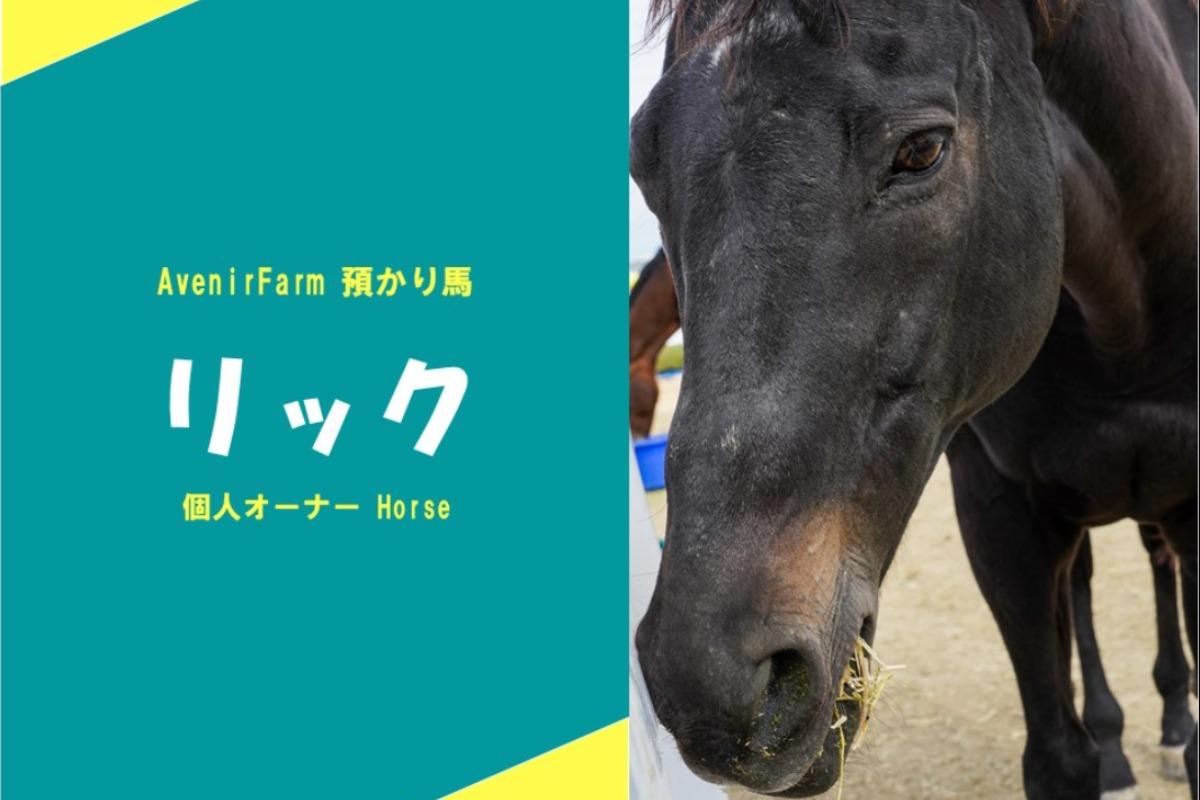 預かり馬の紹介~リック~のメインビジュアル